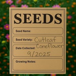 Cutleaf Coneflower Seeds (2 Pks)